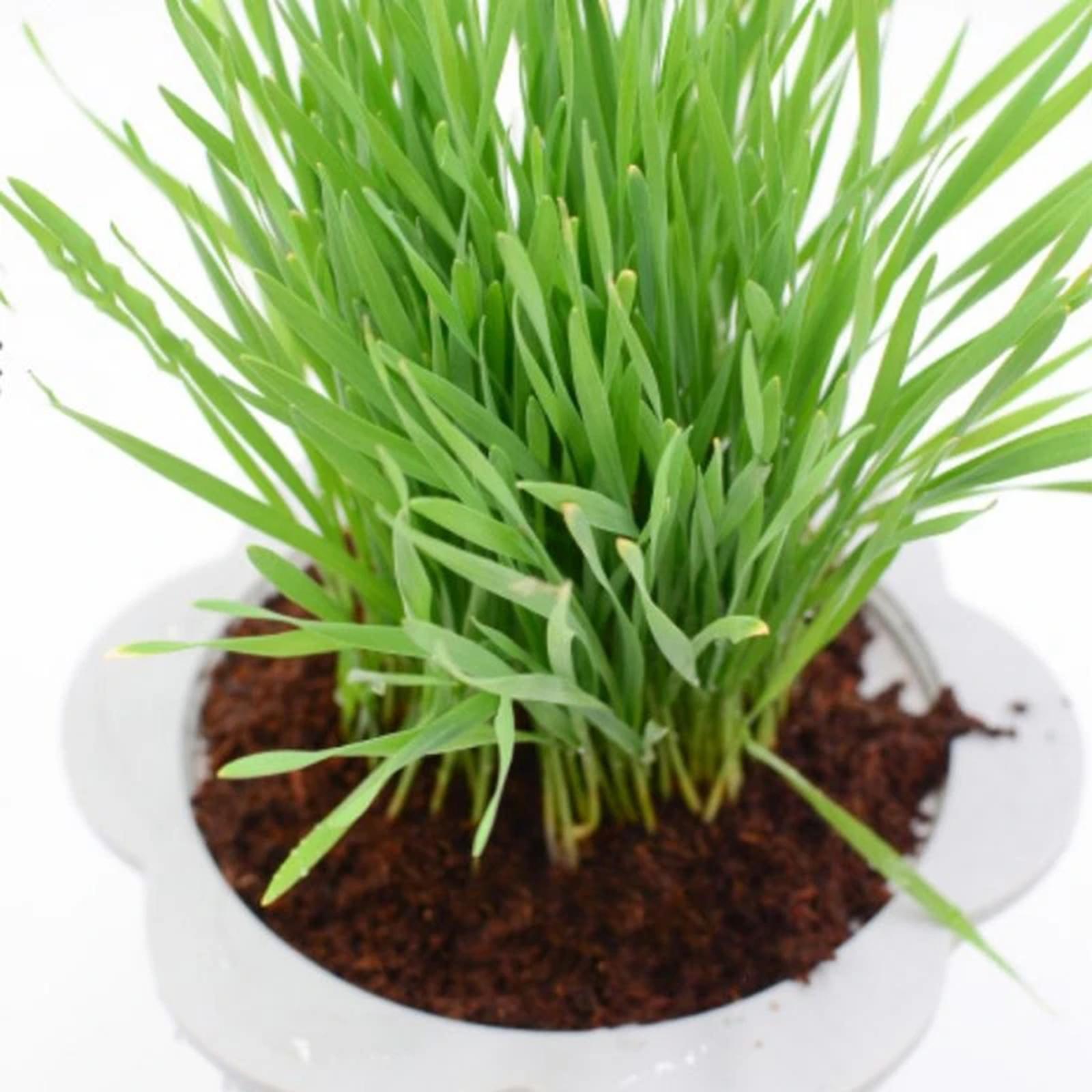 Substrate Coconut Fiber - 코코넛 섬유 코코넛 코이어 브릭 압축