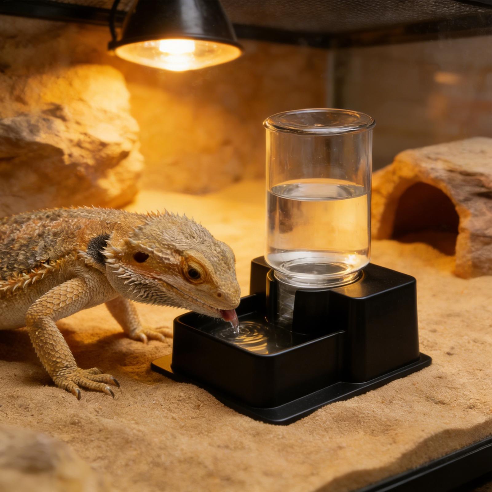 Water Dish Reptile - 비어디드 드래곤 물 분수, 파충류 자동