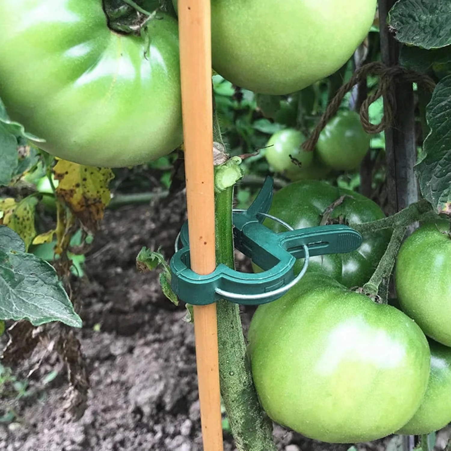 식물 고정 클립 재사용 가능한 정원 온실 브래킷 정원  - Vine Climbing Plastic 리뷰 및 가격