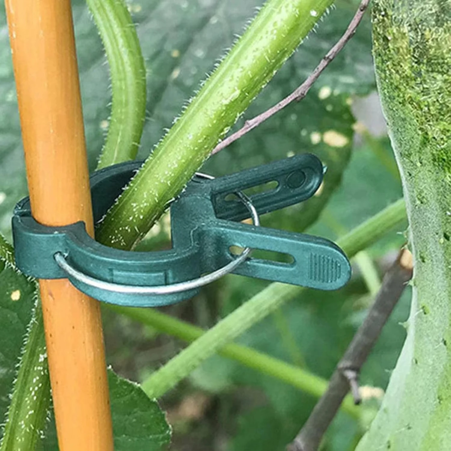 식물 고정 클립 재사용 가능한 정원 온실 브래킷 정원  - Vine Climbing Plastic 리뷰 및 가격