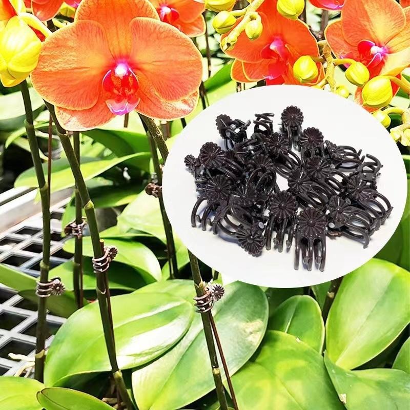 정원 꽃 난초 덩굴 식물 고정 클립 가지 토마토 포도  - Vine Climbing Plastic 리뷰 및 가격